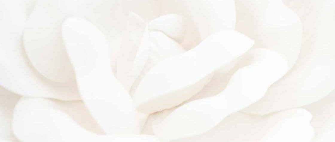 Close up of white rose petals.